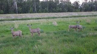 Drone vs. Deer…#alberta #dronephotography #droneshots #youtube #youtubevideo #youtubevideos