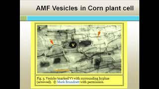 Jim Hoorman - Enhancing Mycorrhizae And Metarhizium Fungus