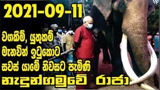 සාධුකාර මැද ගෙදර ආ නැදුන්ගමුව රාජාට ලැබුනු පිලිගැනීම | 2021-09-11| Nedungamuwa Raja | Siyane Plus