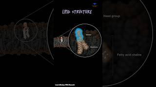 Lipid Structure, Phosphate, Fatty Acid & cellular membrane - #cytology