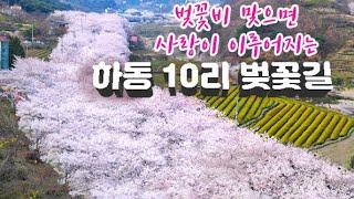 [하동십리벚꽃길] 화려한 꽃비를 맞으며 걷는 몽환적 분위기의 10리 벚꽃길(실시간 개화정보  CCTV 정보 포함)