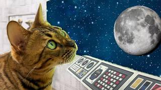 CAT QUEST  | ESCAPE FROM SPACE PRISON IN REAL LIFE