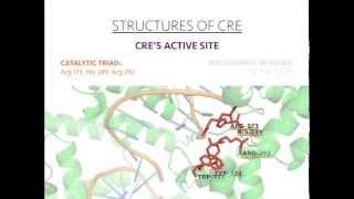 Cre Recombinase