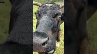 Корове очень вкусно. #cow #cowvideos #корова #animal #животные