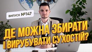 Де можна збирати і вирубувати сухостій? Щоб уникнути штрафів!