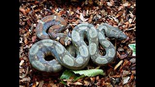 S'N'A Intermediate Series: Episode 30 Common & Central American Boas (A closer look)