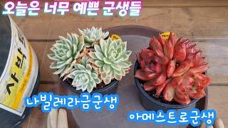 24.12.24 오늘은 너무 예쁜 군생들 나빌레라금군생 아메스트로군생 분갈이해요 꽃동산다육 010 3939 4304 #사박토 010-3436-6631