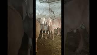 Баранчики породы Арашан #ингушетия #кавказ #art #гиссар #овцы    #shorts #gissar #reels #арашан
