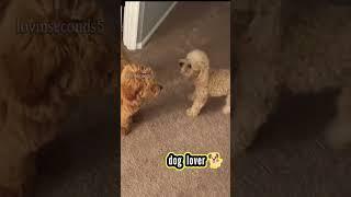 dog barking #shorts #dog #shortsvideo #4k #doglovers #babydog #viral #dogvideo