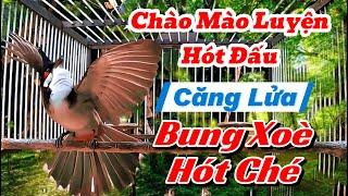 Chào Mào Luyện Hót Đấu Bung Xoè Hót Chứ Kích Bổi Nhanh Căng Lửa