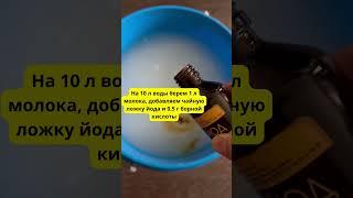 Завязей На Томатах Будет Море и Никакой Фитофторы! Домашний Рецепт #огород #удобрение #дача