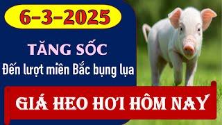 Giá heo hơi hôm nay 6/3/2025 – Đến lượt miền Bắc bung lụa