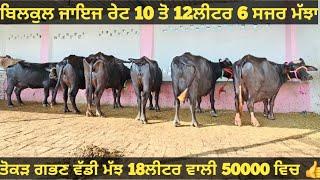 10 ਤੋ 12ਲੀਟਰ 7 ਮੱਝਾ ਵੀਕਾਓ। Buffalo for sale/vadiya farm/8-10-24