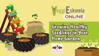 Episode 7: Growing Healthy Seedlings in Your Home Garden