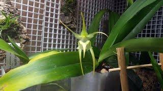 Aeranthes ramosa bloomed in my orchid tank