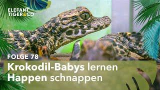 Schnapp macht das Krokodil (Folge 78) | Elefant, Tiger & Co. | MDR