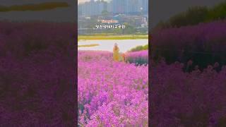 실시간 24. 5. 17 청유채가 넘실거리는 영천 생태공원 !! 작년과 다른 곳이지만 강이 잘 보여서 좋은것 같아요 !! 일몰시간 이쁘니 오후늦게 방문 추천드려요! #국내여행