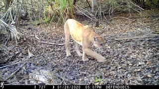 Florida Panther_Young Friends of the Everglades