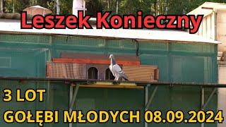 LESZEK KONIECZNY - 3 LOT MŁODYCH GOŁĘBI - 08.09.2024