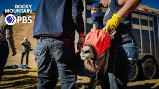 How to move a herd of bighorn sheep