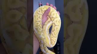 Will always have love for how cool Banana Combos can be #shorts #snake #animals #python