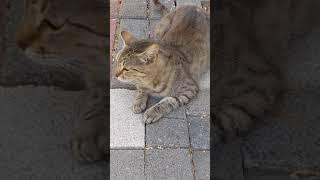 Серый кот мяукает Мяу  Grey feral cat meowing. Kucing lucu. Lustige katzen. Gatos graciosos.