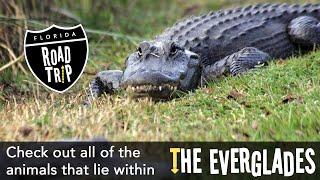 Learn more about "Friends of the Everglades"!