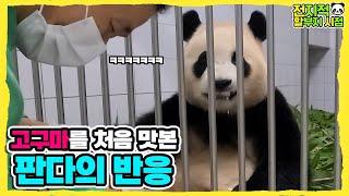 (SUB) How Would Pandas React When They Eat Sweet Potatoes For The First Time?│Panda Family