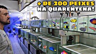 ENCONTREI MAIS DE 200 PEIXES MARINHOS NO QUARENTENÁRIO DE UMA IMPORTADORA!