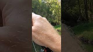 Part 1 - An evening on the Gunpowder (#flyfishing for wild brown trout)