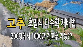 고추농사 초밀식 다수확재배법 이렇게 하면 농사도 쉽고 수확량도 증가합니다.