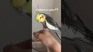 Узнаю этот запах из тысячи, милые попугаи..
