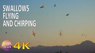 4K Swallows flying and chirping in the morning - Swallow sounds - Relaxing nature sounds