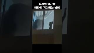 집사의 퇴근을 애타게 기다리는 냥이
