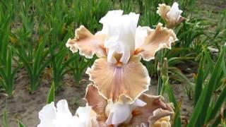 My garden. Bearded Iris Coffee Vispers (Coffee Whispers).