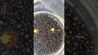 Guess what alocasia corms am growing? #gardening #indoorplants