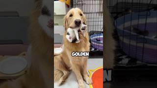 This Golden Retriever Wants to Be the Kitten's Mom 