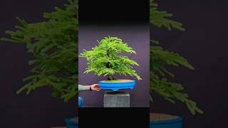 Тропический тамаринд / индийский финик в бонсай @Studio.Bonsai #bonsai #тамаринд