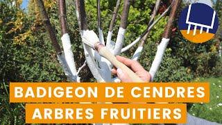 Badigeon de cendre pour vos arbres fruitiers (pour éviter les trous dans les pommes)