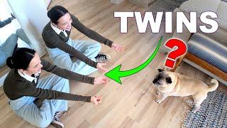 Can Our Pets Tell Twins Apart?