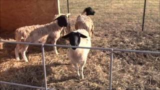 How to build a sheep pen