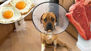 Letting my Blind Dog Decide: Steak or Eggs? (LIVE)