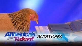 Jokgu of the Flockstars: Chicken Plays Patriotic Tune on Keyboard - America's Got Talent 2017