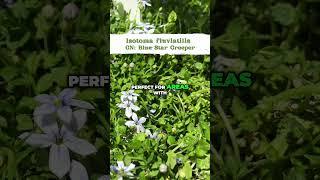 Blue Star Creeper: A Charming Ground Cover for Your Garden