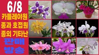 6/8 일요일 오전8시 카틀레야원종,호접란원종,기타난 판매방송