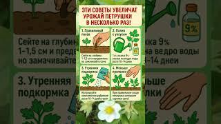  ЭТИ СОВЕТЫ УВЕЛИЧАТ УРОЖАЙ ПЕТРУШКИ В НЕСКОЛЬКО РАЗ!