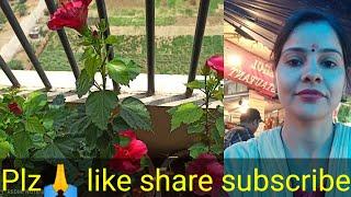 Gardening with geet kumar English/Hindi# Shorts