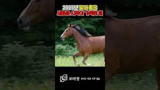 2025년 말띠 총운이 궁금하신가요? #운세 #올해운세 #대박