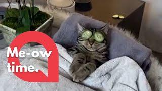 This sassy cat does not want to be disturbed when enjoying his spa day!  | SWNS