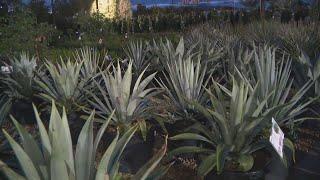 Strong Roots: Plant experts encourage garden projects now ahead of summer